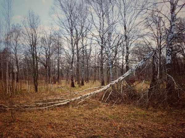 Arbre Brisé Dans Bouleau Bouleaux Dans Forêt Automne Soirée Beau — Photo