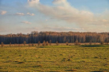 Bir tarlanın üzerindeki bulutlu gökyüzü. Uzakta küçük bir orman.