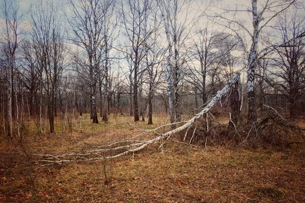Törött Egy Nyírfa Ligetben Nyírfák Őszi Erdőben Esténként Gyönyörű Őszi — Stock Fotó