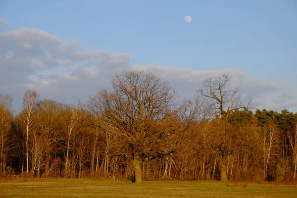 Pequena Lua Céu Sobre Floresta Outono Paisagem Noturna — Fotografia de Stock