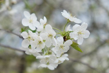Çiçek açan bir kiraz ağacının dalı. İlkbaharda beyaz kiraz çiçeklerinin aşılanması.