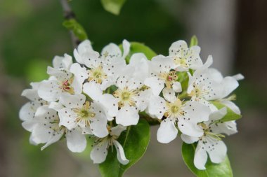 Çiçek açan bir armut ağacının dalı. İlkbaharda beyaz armut çiçeklerinin aşılanması.