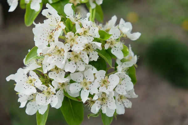 Una Rama Peral Floreciente Inflorescencia Flores Pera Blanca Primavera —  Fotos de Stock