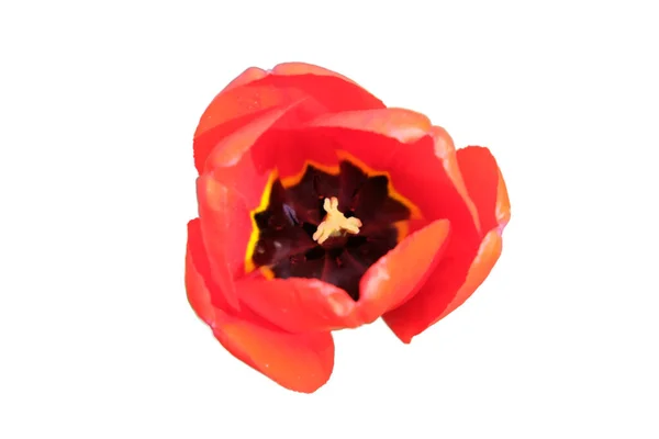 Mooie Roze Tulpenbloem Van Dichtbij Bloem Met Roze Bloemblaadjes Geïsoleerd — Stockfoto