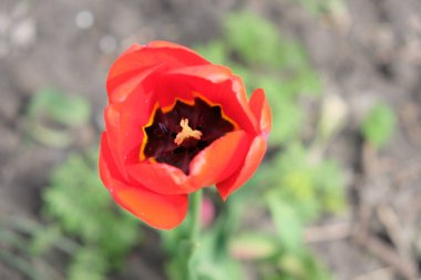 Güzel pembe lale çiçeği yakın çekim. Bulanık arka planda pembe yapraklı çiçek..