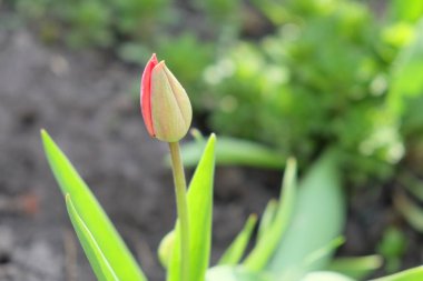Küçük lale çiçeği tomurcuğu. Bulanık arkaplanda bahar çiçeği tomurcuğu.