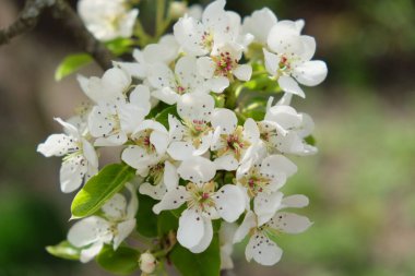 Çiçek açan bir armut ağacının dalı. İlkbaharda beyaz armut çiçeklerinin aşılanması.