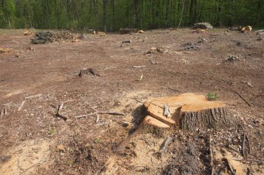 Ormandaki bir ağaç gövdesinin kesilmesi. Orman temizliği. Ahşap hasatı.