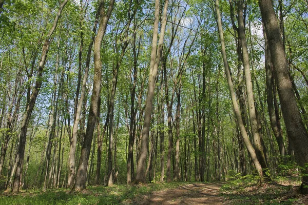 Fák Tavaszi Lombhullató Erdőben Gyönyörű Árnyas Erdő — Stock Fotó
