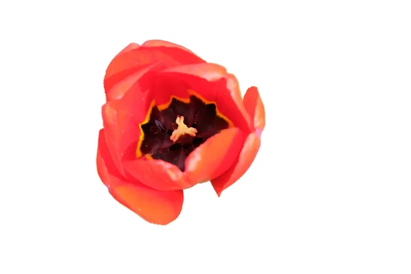 Mooie Roze Tulpenbloem Van Dichtbij Bloem Met Roze Bloemblaadjes Geïsoleerd — Stockfoto