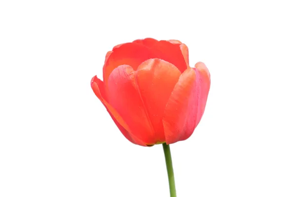 Belle Fleur Tulipe Rose Gros Plan Fleur Avec Pétales Roses — Photo