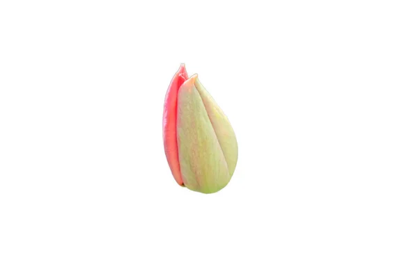 Egy Kis Szál Tulipánvirág Tavaszi Virágbimbó Elszigetelt Fehér Háttér — Stock Fotó