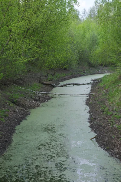 Pequeño Río Fangoso Estanque Poco Profundo Con Agua Verde — Foto de Stock