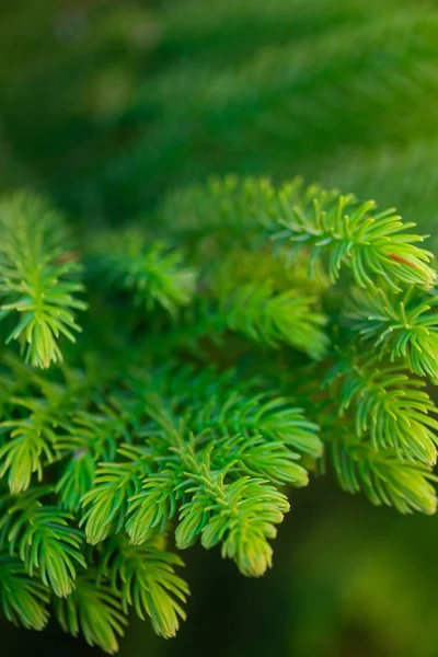 Sfondo Rami Albero Natale Morbido Vivo — Foto Stock