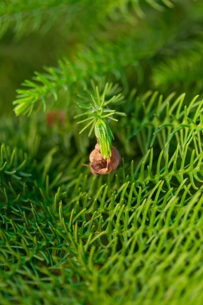 Sfondo Rami Albero Natale Morbido Vivo — Foto Stock