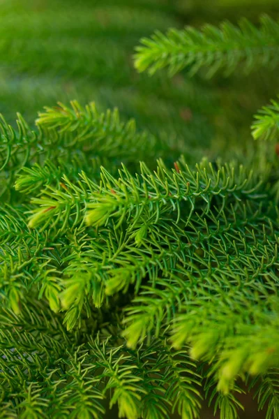 活気のあるふわふわクリスマス ツリーの枝の背景 — ストック写真