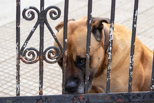 Triste Perro Guardián Mirando Través Los Barrotes Una Vieja Puerta — Foto de Stock