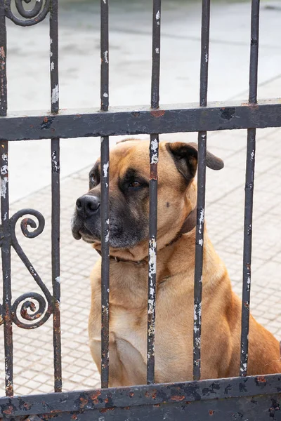 Triste Perro Guardián Mirando Través Los Barrotes Una Vieja Puerta —  Fotos de Stock