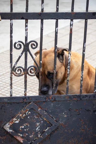 Triste Perro Guardián Mirando Través Los Barrotes Una Vieja Puerta — Foto de Stock