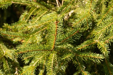 Noel ve yeni yıl ağacın yumuşak odak yanında dallarında kökenli