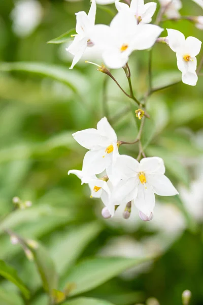 Hermosas Flores Blancas Con Estambres Amarillos Sobre Fondo Hojas Verdes — Foto de Stock