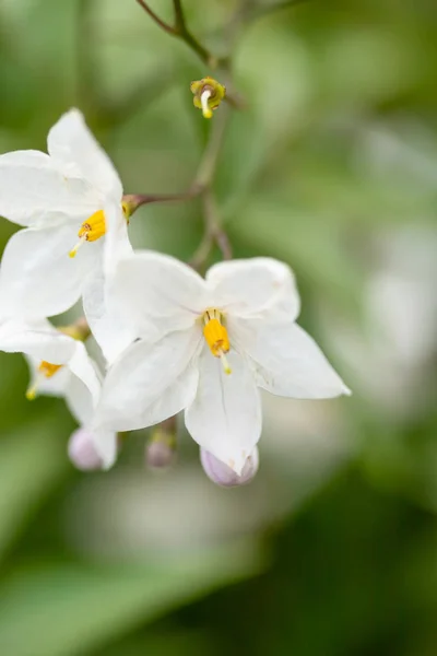 Hermosas Flores Blancas Con Estambres Amarillos Sobre Fondo Hojas Verdes — Foto de Stock