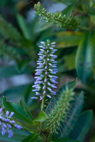 Blå Blommor Bakgrunden Egen Grönska — Stockfoto