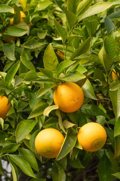 Naranjas Sobre Árbol Sobre Fondo Hojas Verdes Día Soleado — Foto de Stock