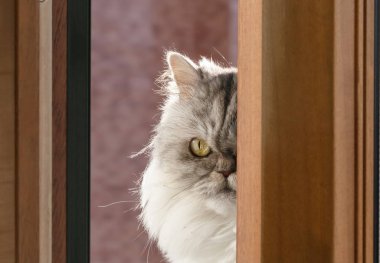 Siyah ve Beyaz pofuduk Farsça kedi balkon tuğla ev arka planı