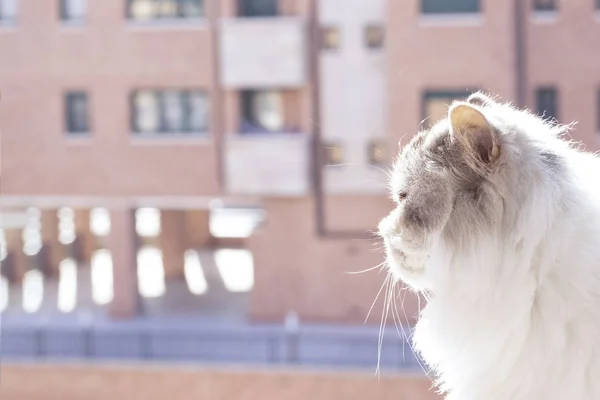 Svart Och Vit Fluffig Persisk Katt Balkongen Mot Bakgrund Ett — Stockfoto