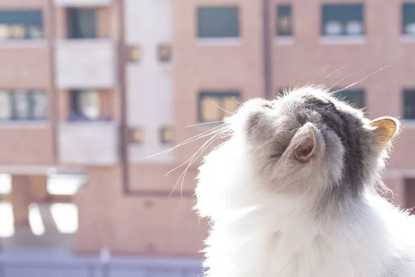 Svart Och Vit Fluffig Persisk Katt Balkongen Mot Bakgrund Ett — Stockfoto