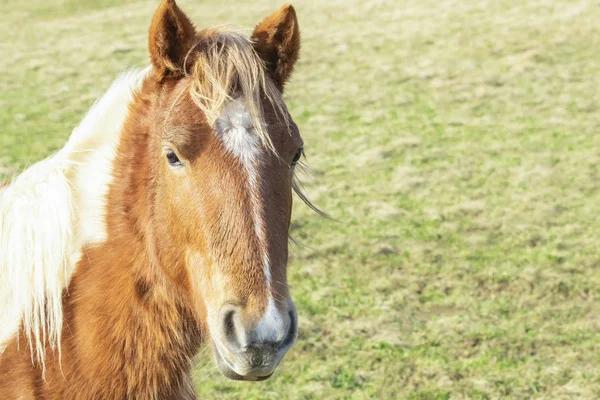 Vacker Röd Häst Med Långa Blonda Kalufs Gård Ett Våren — Stockfoto
