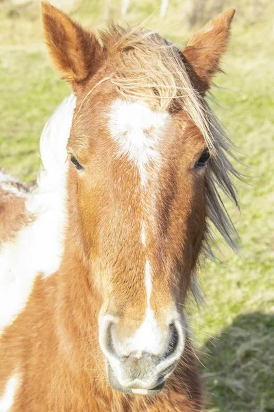 Vacker Röd Häst Med Lång Blond Kalufs Ett Våren Fält — Stockfoto