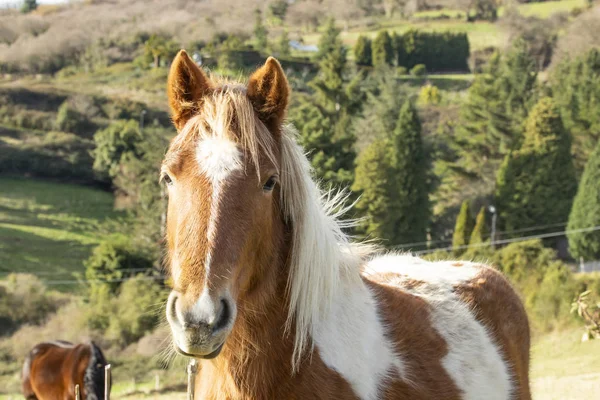 Vacker Röd Häst Med Långa Blonda Kalufs Ett Våren Fält — Stockfoto