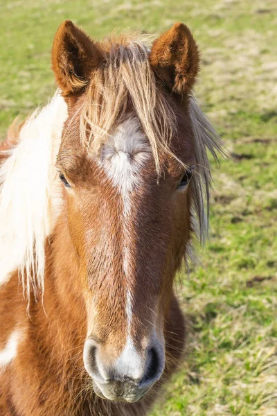 Vacker Röd Häst Med Lång Blond Kalufs Ett Våren Fält — Stockfoto
