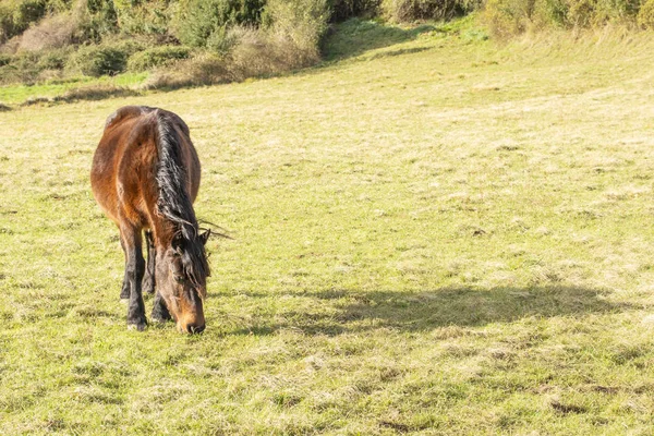 春の野の黒い長いたてがみと美しい赤い馬 草を食べて 肖像画のためにポーズ — ストック写真