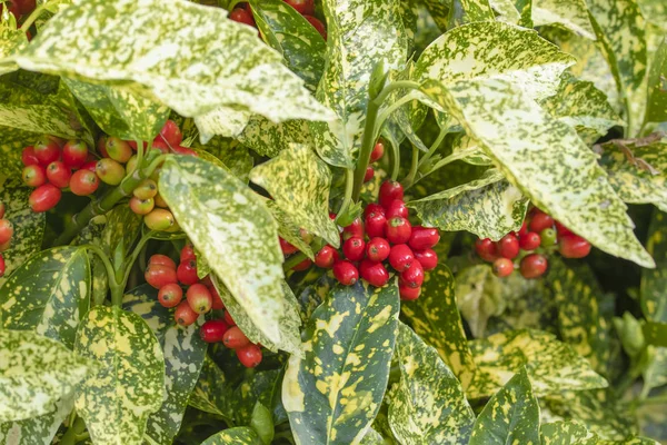 Aucuba japonica, yaygın benekli defne denir. Garryaceae aile. Bitki örtüsü ve çilek