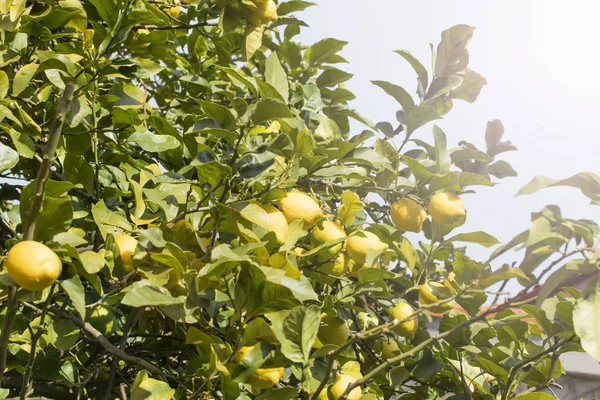 Fruta Madura Del Limón Árbol Jardín Casero Contra Cielo Azul — Foto de Stock