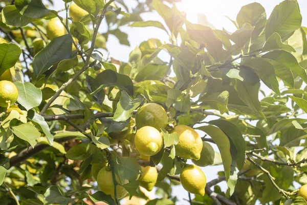 Árbol Limón Con Frutas Jardín Casero Contra Cielo Azul Los — Foto de Stock