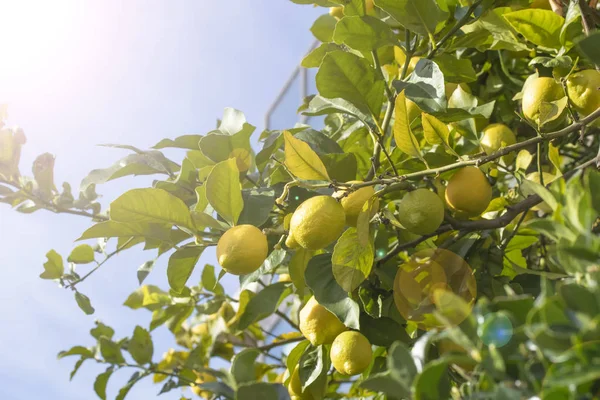 Árbol Limón Con Frutas Contra Cielo Azul Claro Jardín Los — Foto de Stock