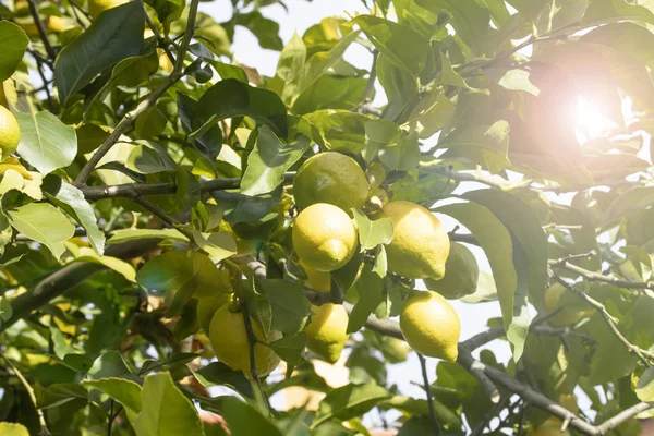 Árbol Limón Con Fruta Jardín Contra Cielo Azul Los Rayos — Foto de Stock