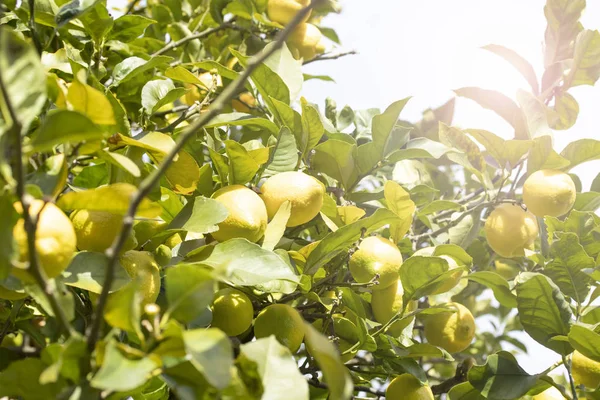 太陽の下で青空を背景に家の庭で Izlerennye フルーツとレモンの木 スペインの冬果物背景 — ストック写真
