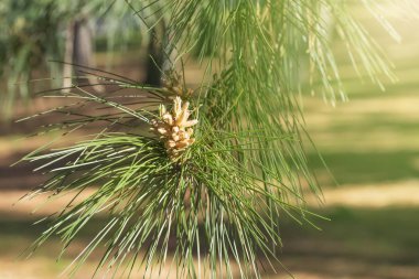 Ormanın içinde iğne yapraklı ağaç küçük Genç koni. Parkta