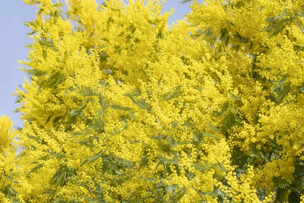 Цветущие Живые Ветви Мимозы Дереве Парке Солнечный День — стоковое фото