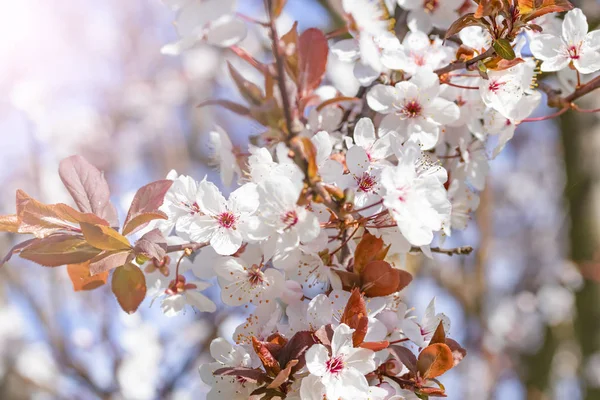 Flores rojas blancas de Prunus cerasifera. Rama en flor con flores de ciruela de cerezo. Árbol floreciente . — Foto de Stock