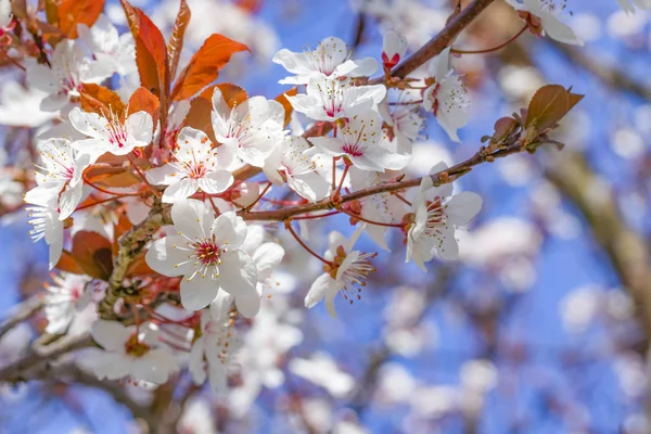 Белые красные цветы Prunus cerasifera. Цветущая ветвь с цветами вишневой сливы. Цветущее дерево . — стоковое фото