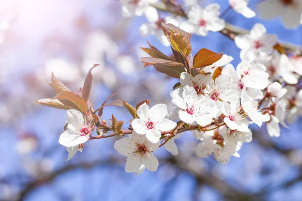 Белые красные цветы Prunus cerasifera. Цветущая ветвь с цветами вишневой сливы. Цветущее дерево . — стоковое фото
