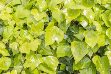 arka plandan yeşil yaprakları