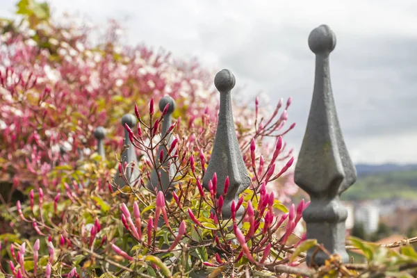 Valla de metal con flores rosadas — Foto de Stock