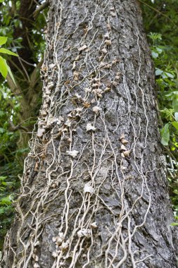 Kuru sarmaşık ile ağaç gövdesi